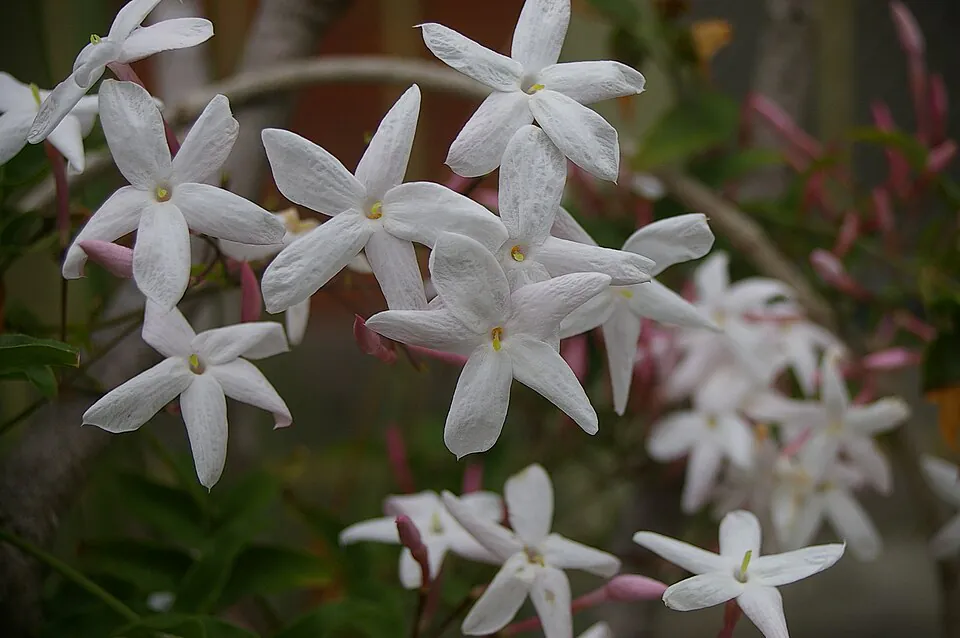 Mystery Flower