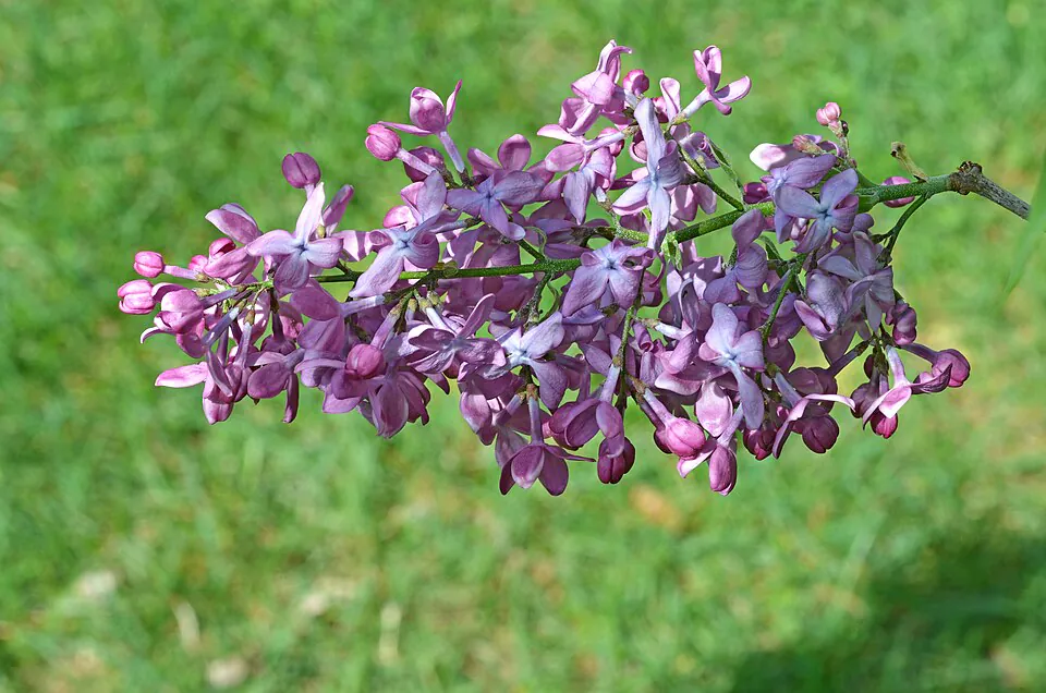 Mystery Flower