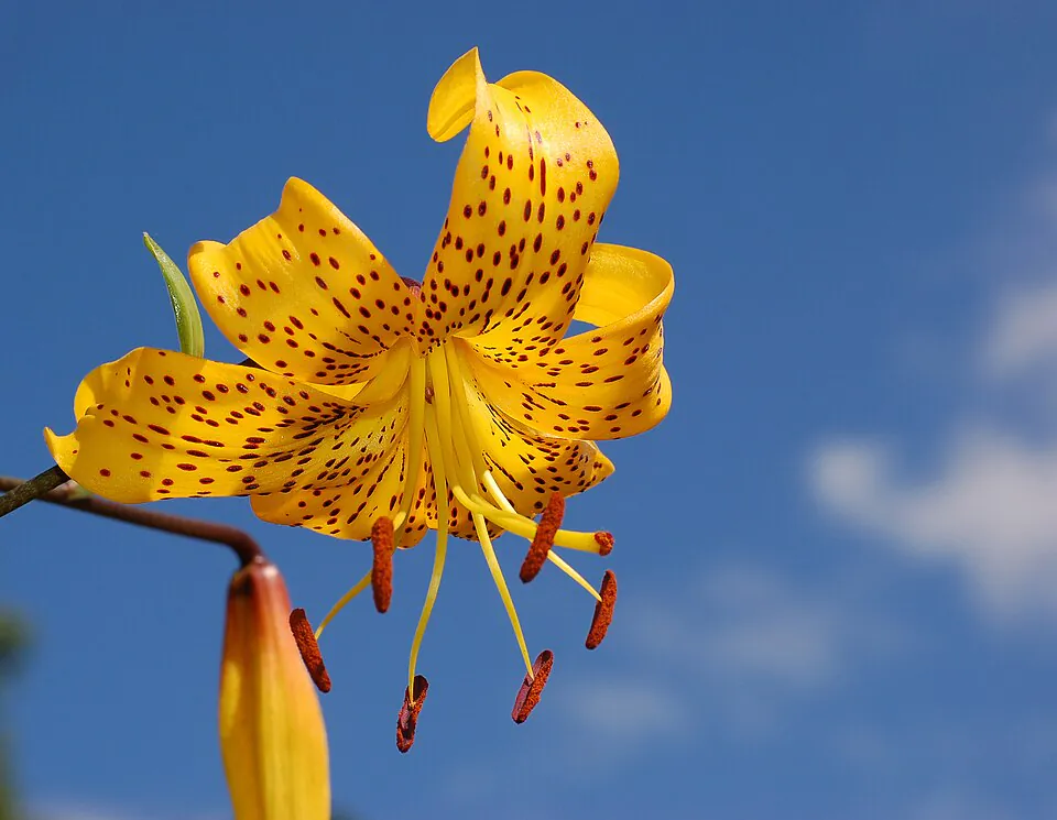 Mystery Flower