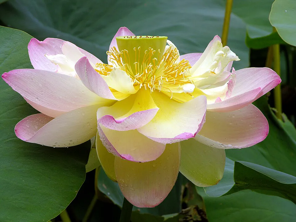 Mystery Flower