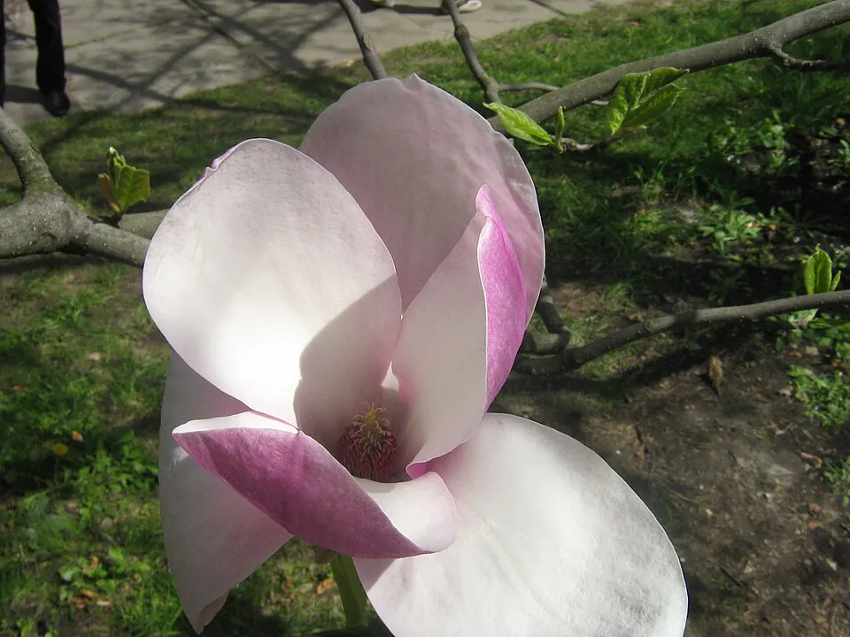 Mystery Flower