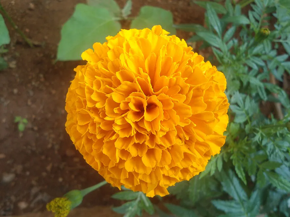 Mystery Flower