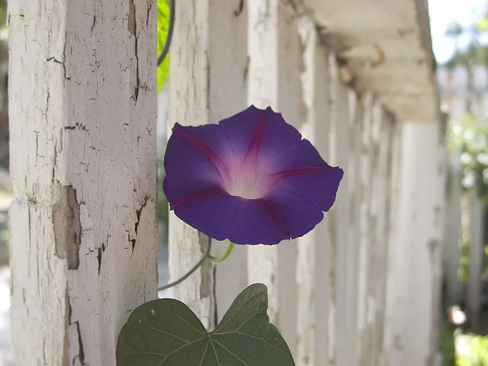 Mystery Flower
