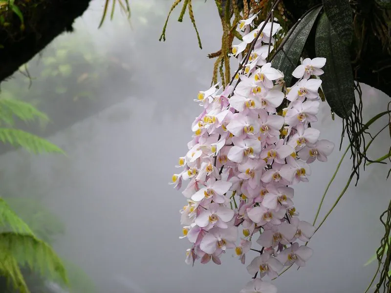 Mystery Flower