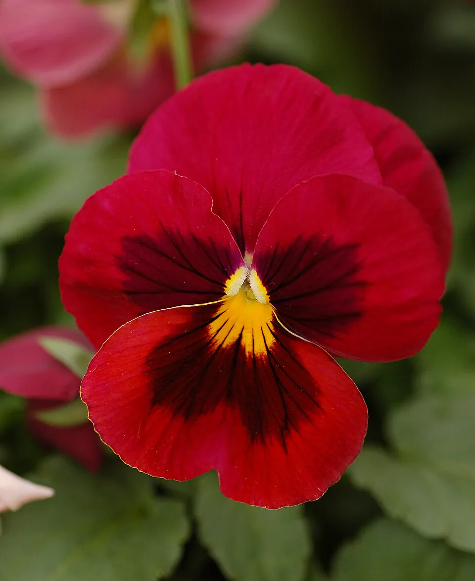 Mystery Flower
