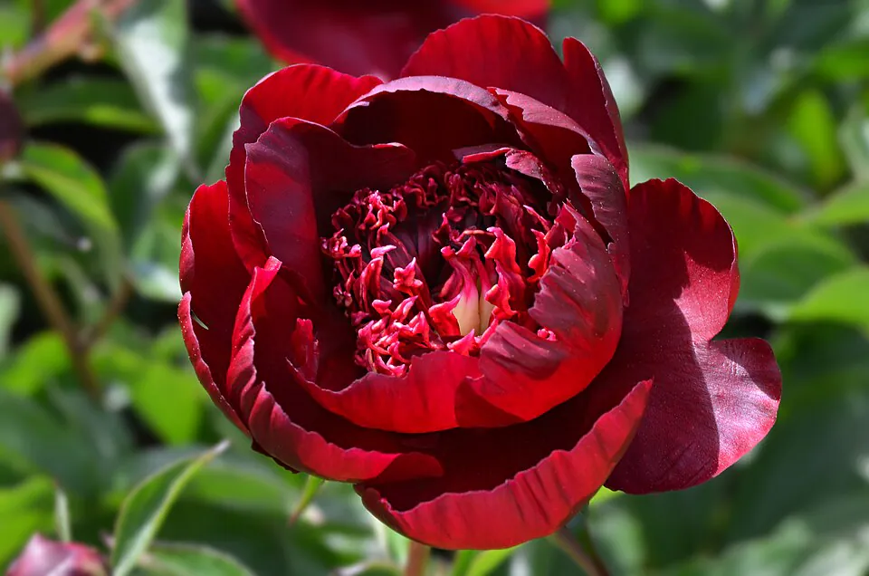 Mystery Flower