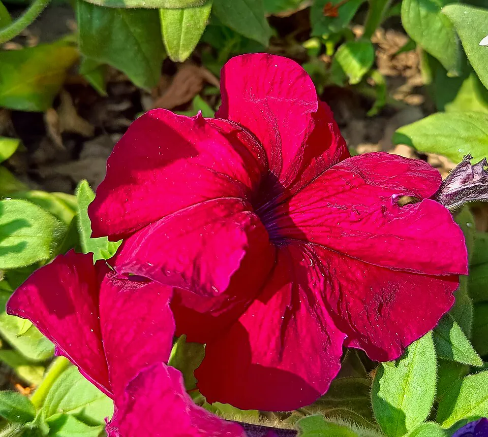 Mystery Flower