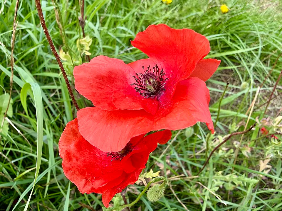 Mystery Flower