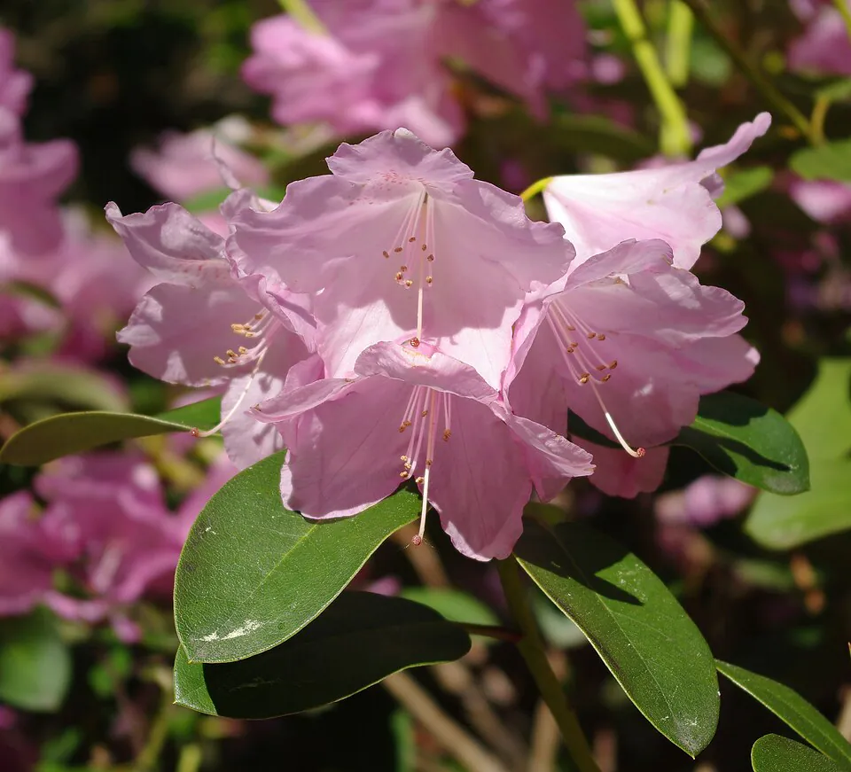 Mystery Flower