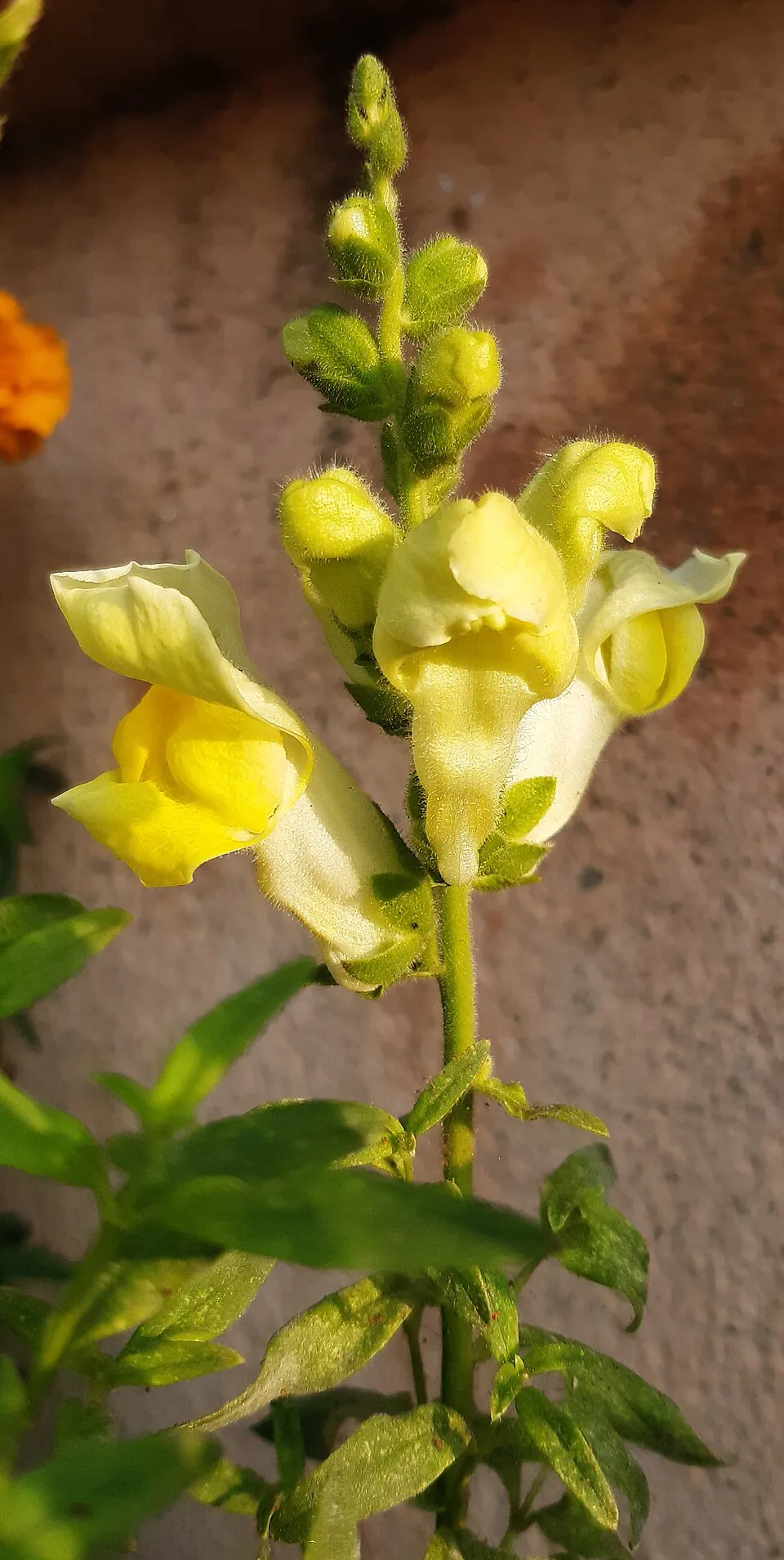 Mystery Flower