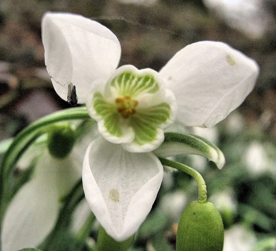 Mystery Flower