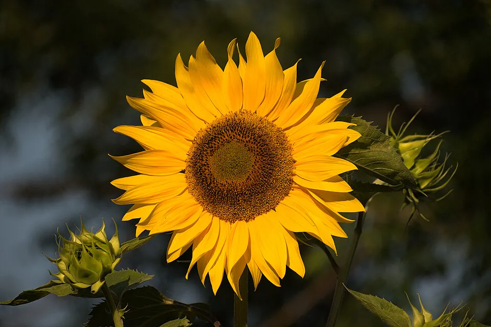 Mystery Flower