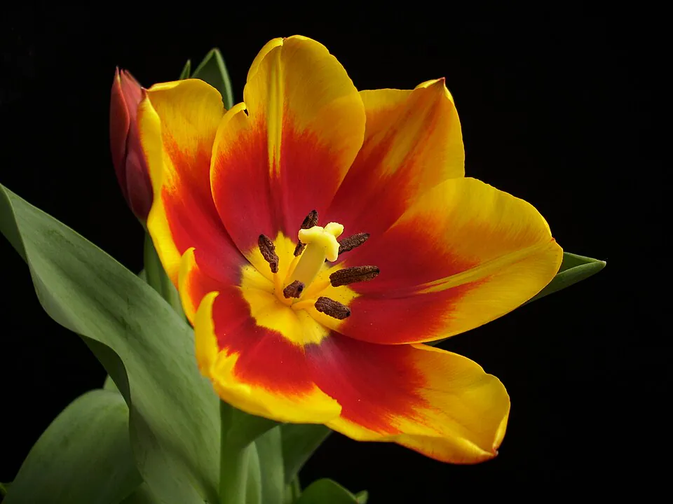 Mystery Flower