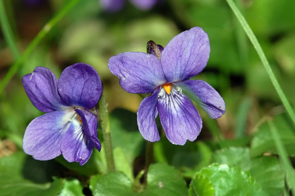 Mystery Flower