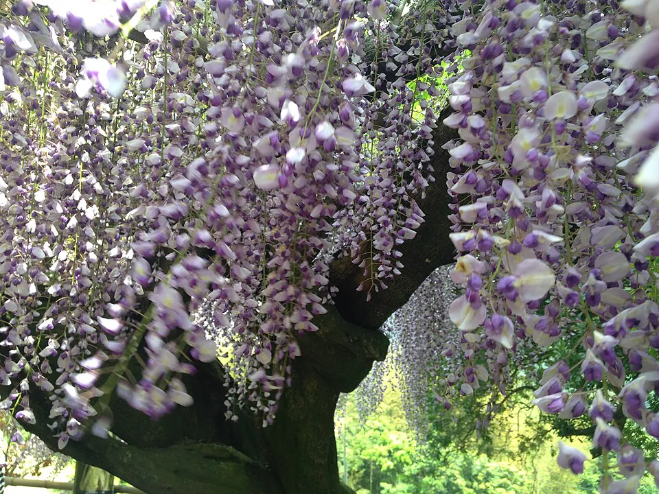 Mystery Flower
