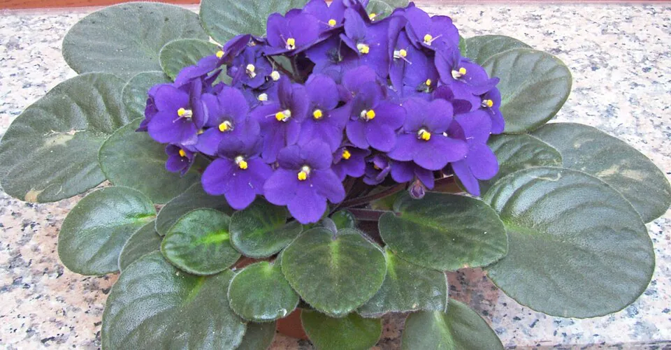 Mystery Houseplant