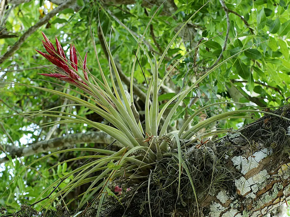 Mystery Houseplant