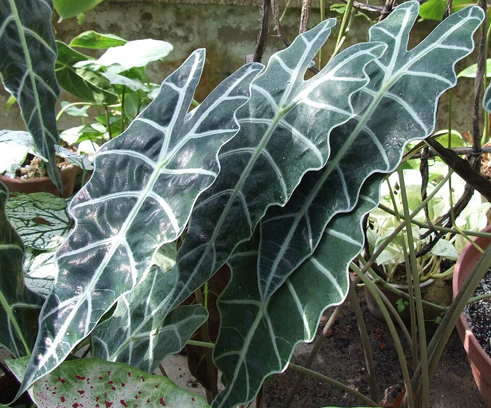 Mystery Houseplant