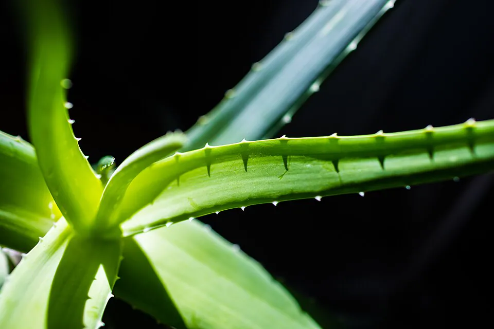 Mystery Houseplant