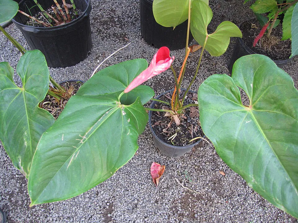 Mystery Houseplant
