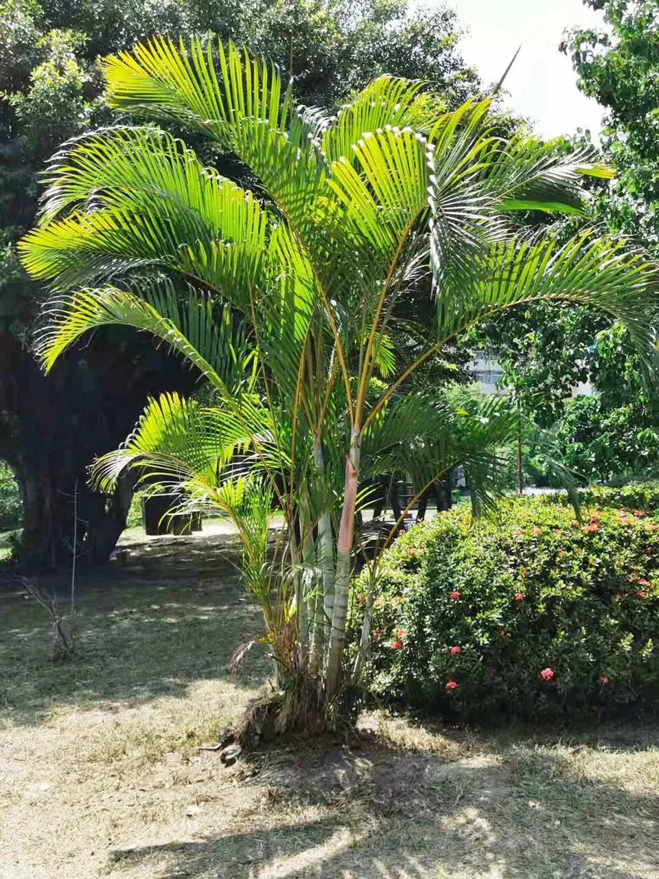 Mystery Houseplant