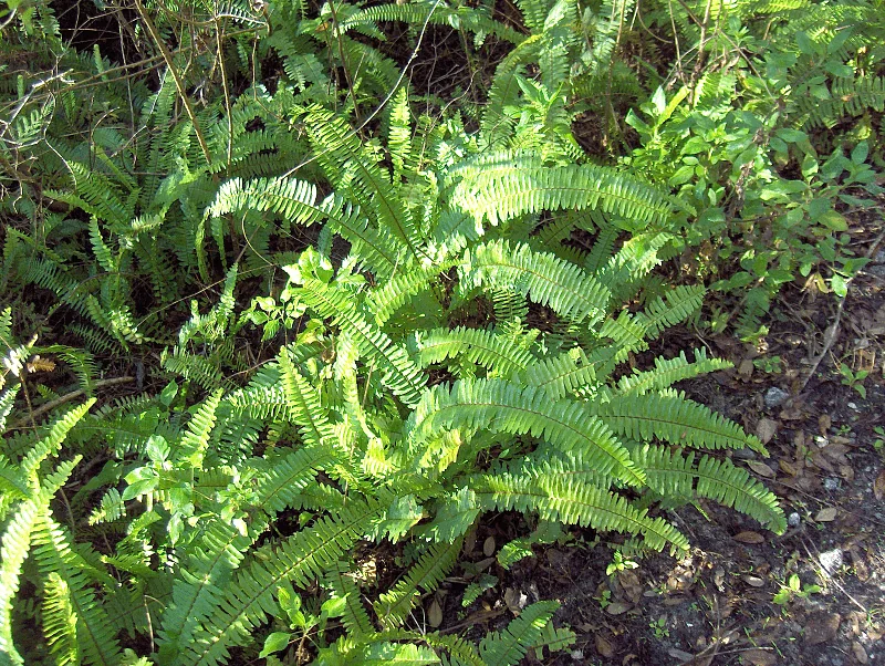 Mystery Houseplant