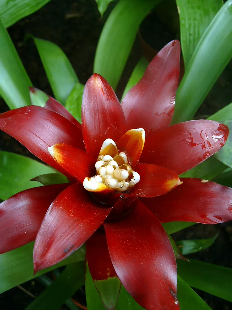 Mystery Houseplant