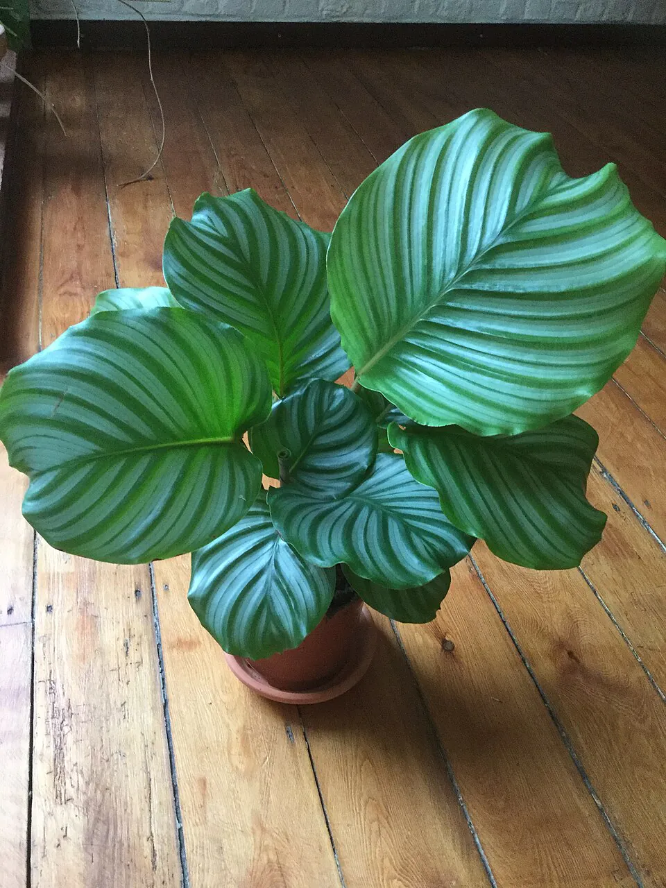 Mystery Houseplant