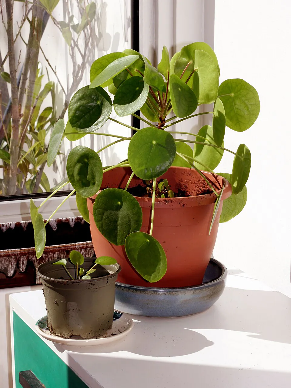 Mystery Houseplant
