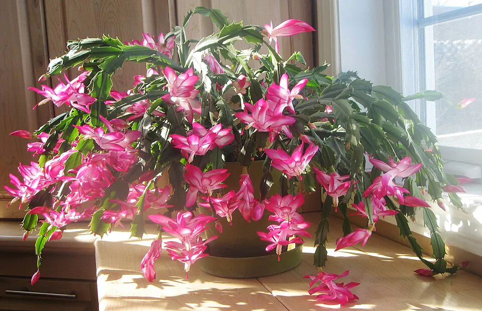 Mystery Houseplant