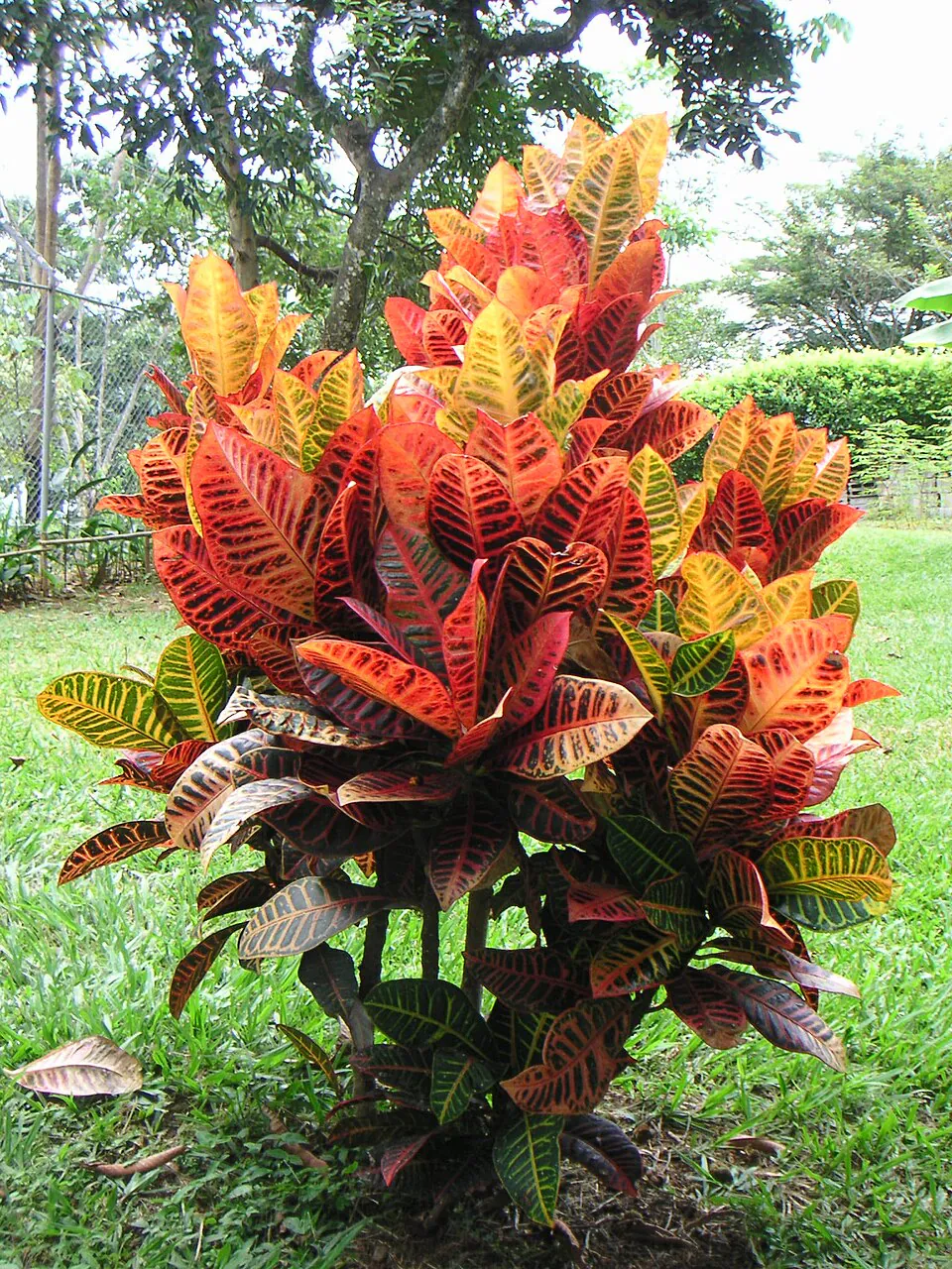 Mystery Houseplant