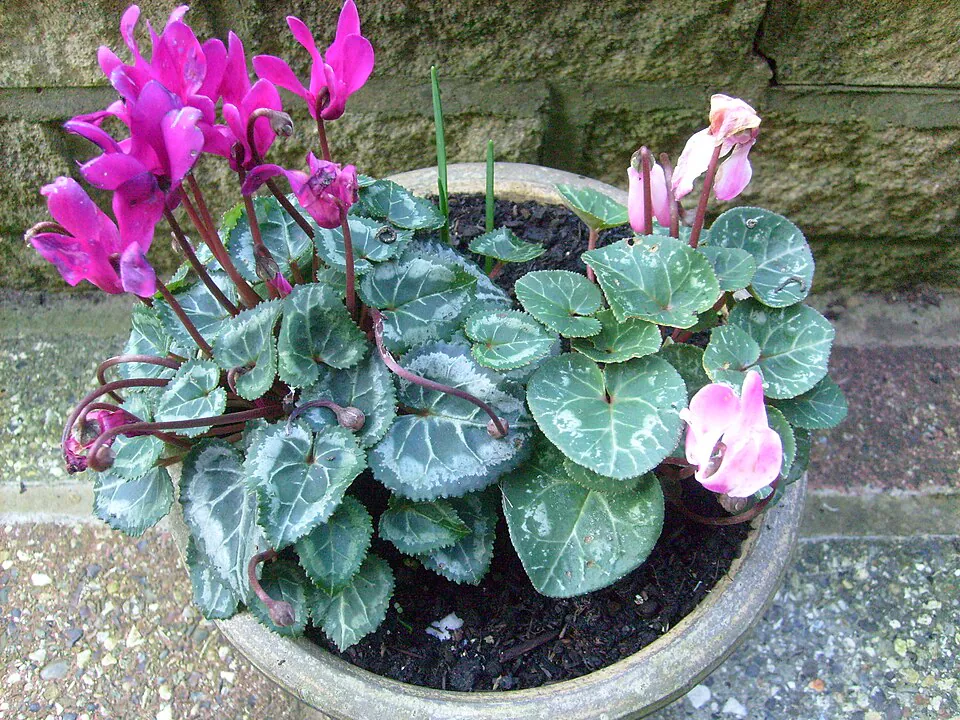 Mystery Houseplant