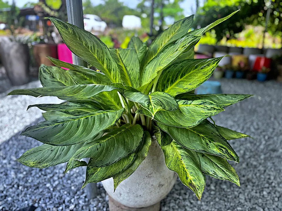 Mystery Houseplant