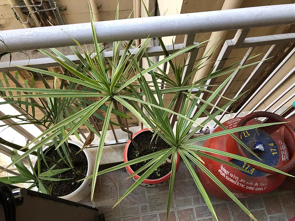 Mystery Houseplant