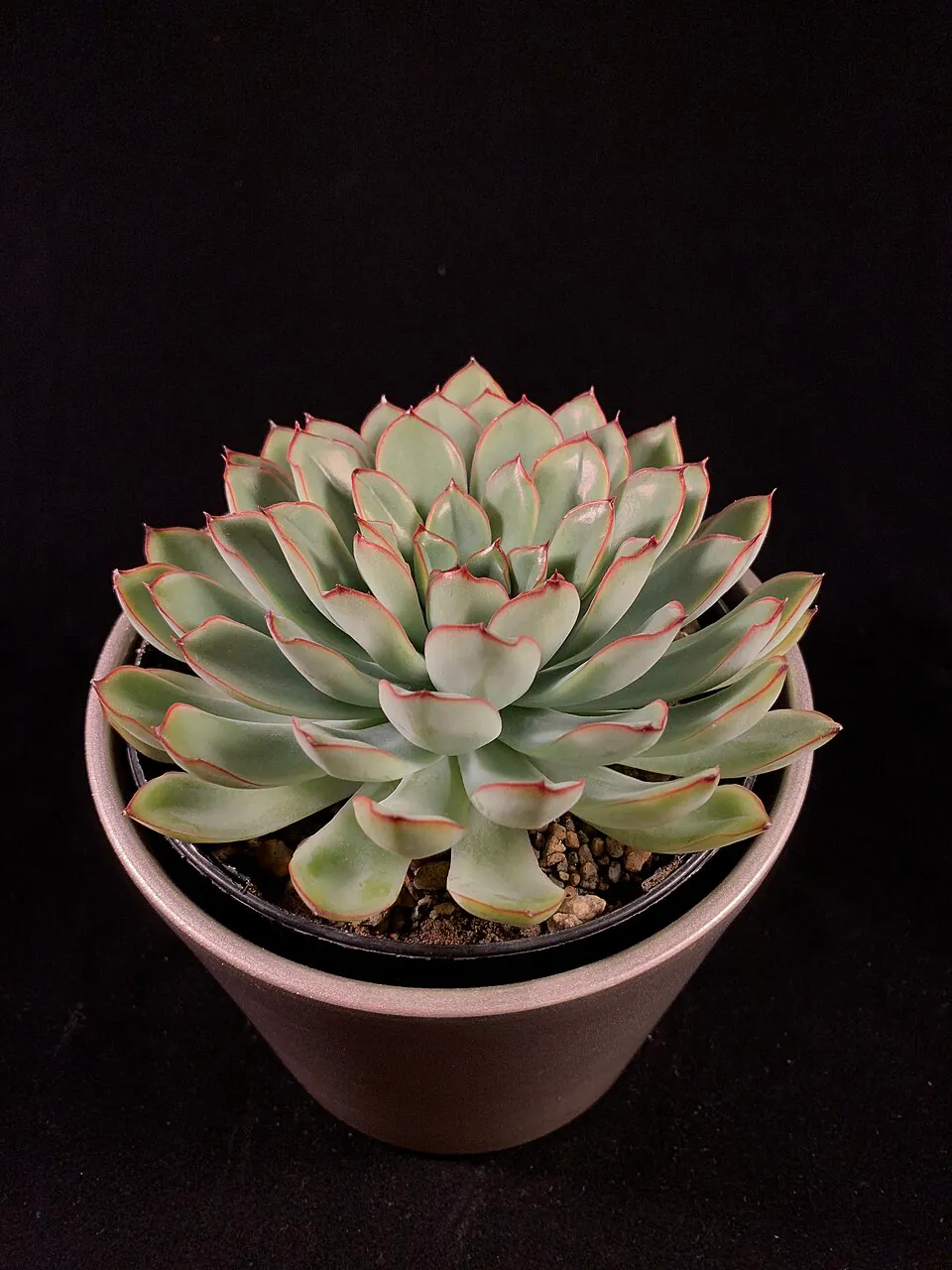 Mystery Houseplant