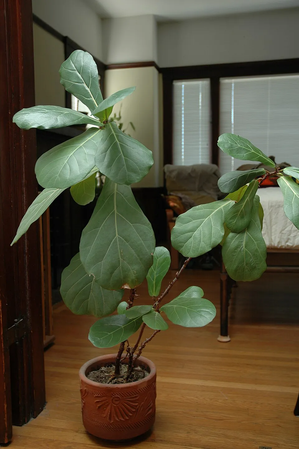 Mystery Houseplant