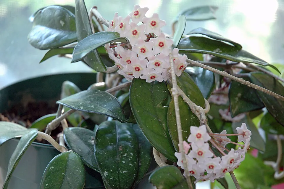 Mystery Houseplant