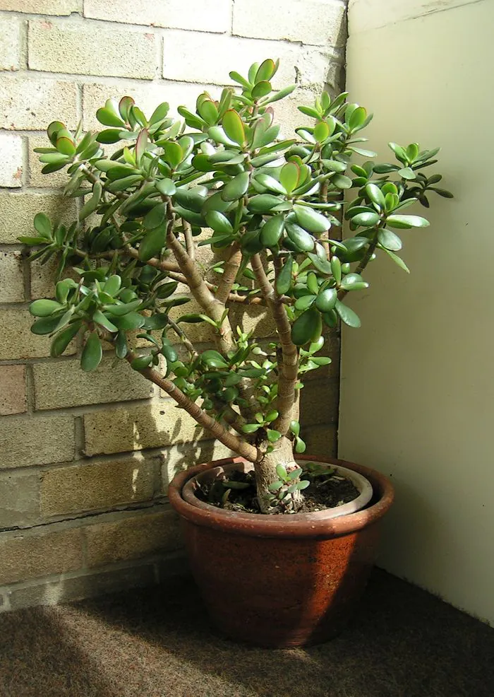 Mystery Houseplant