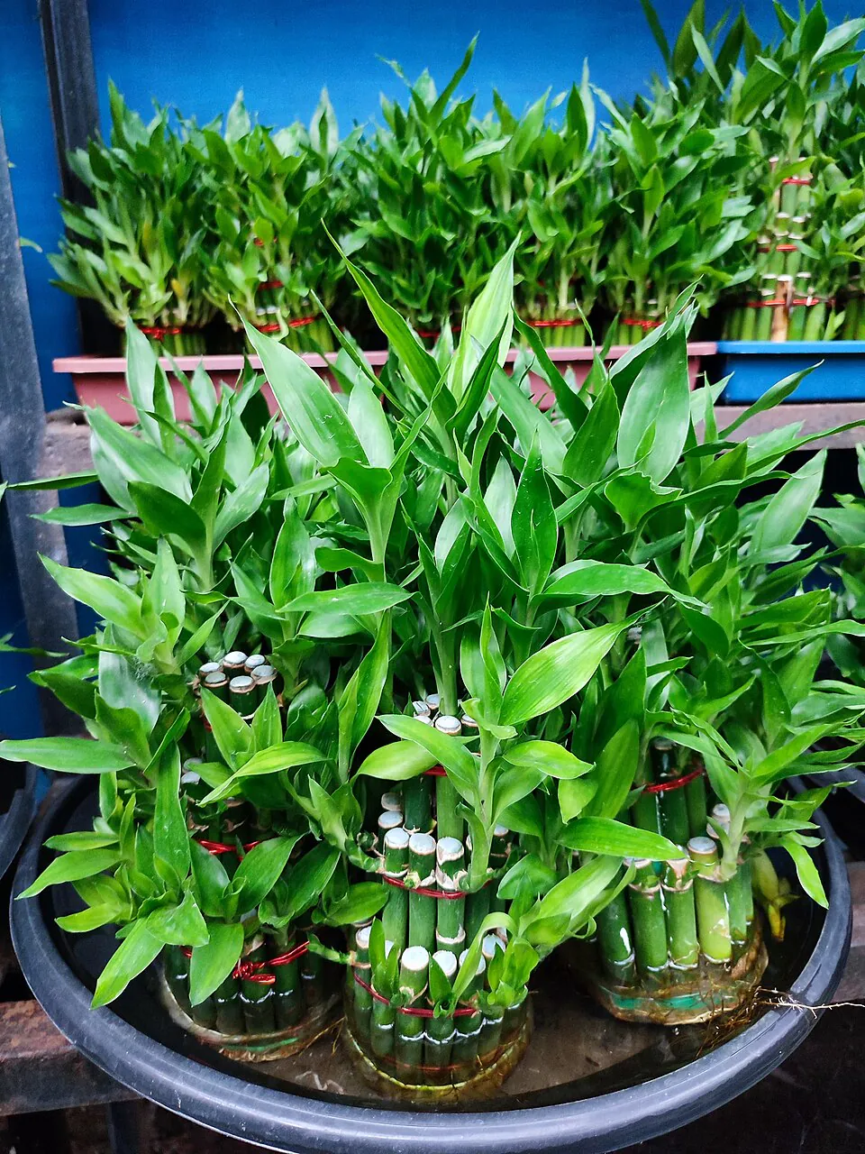 Mystery Houseplant