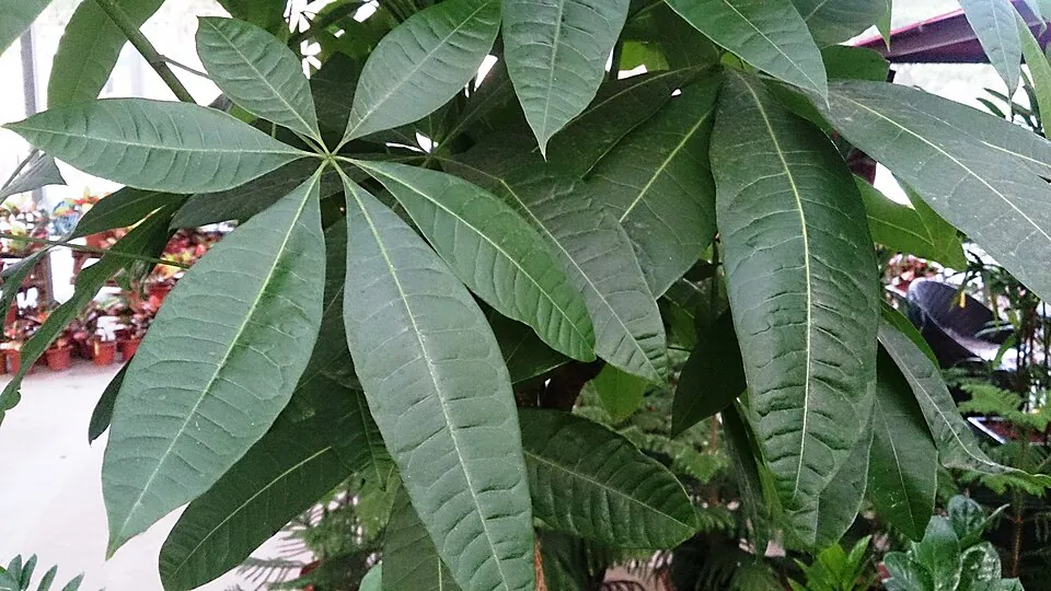 Mystery Houseplant