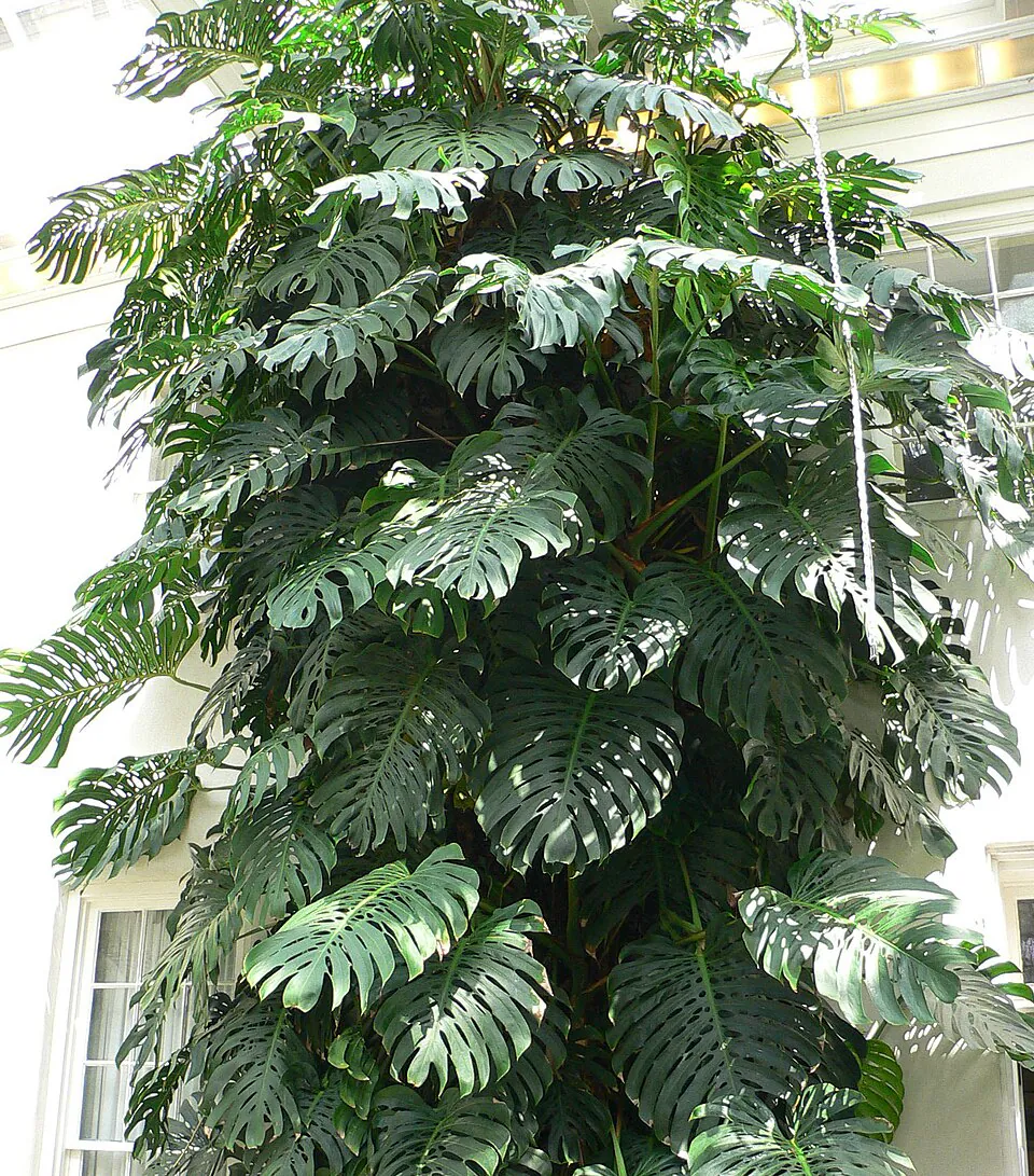 Mystery Houseplant