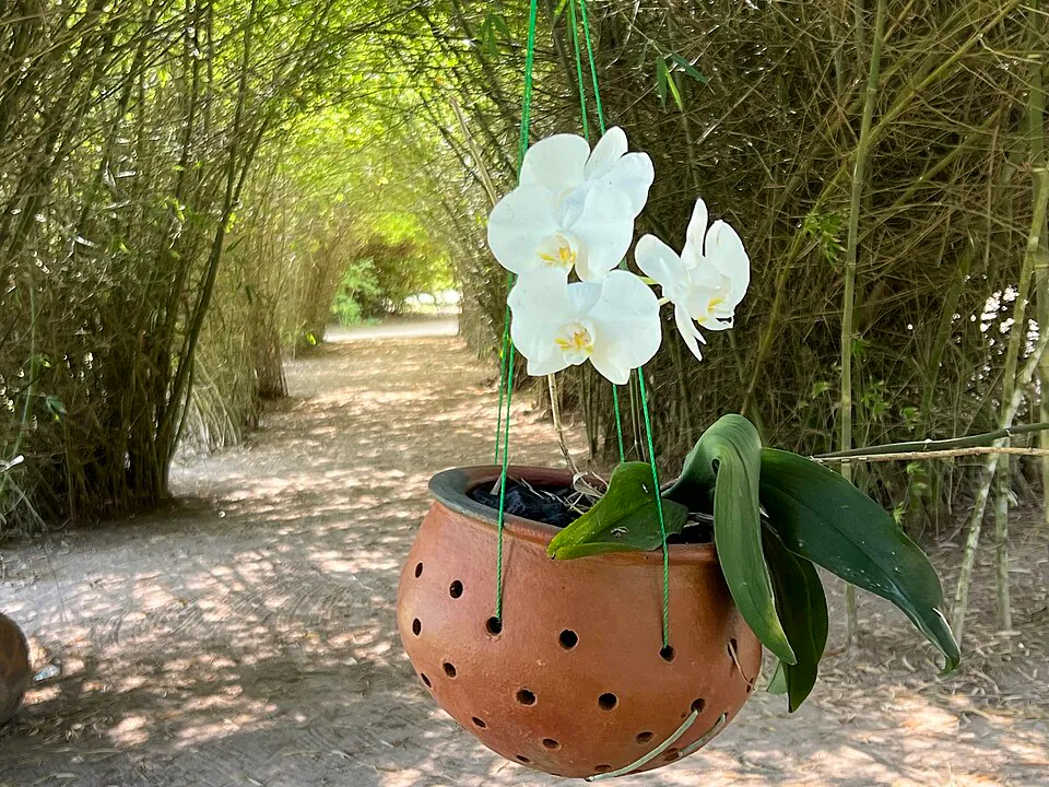 Mystery Houseplant