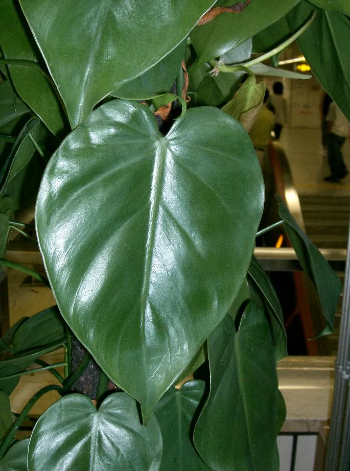 Mystery Houseplant