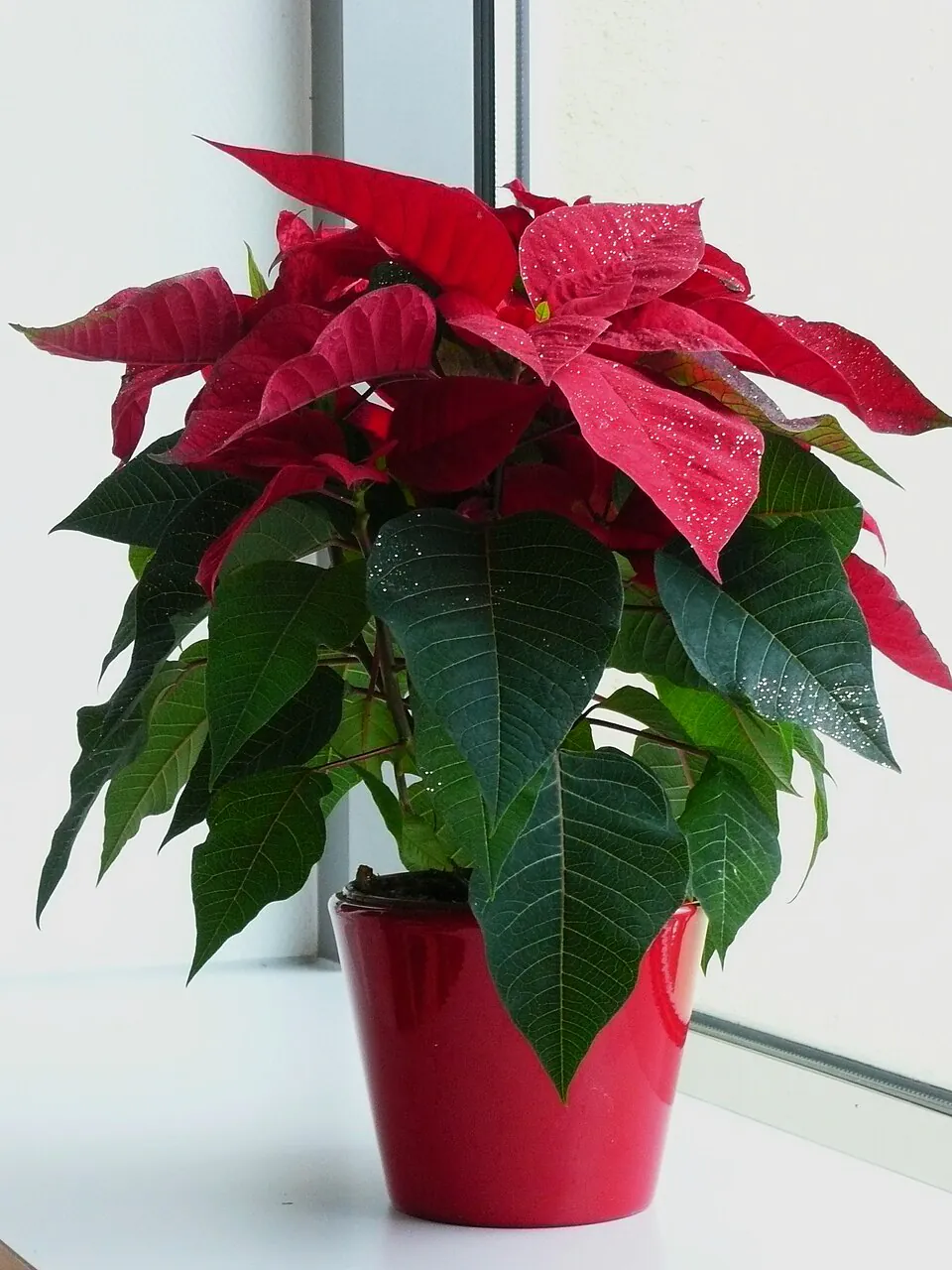 Mystery Houseplant