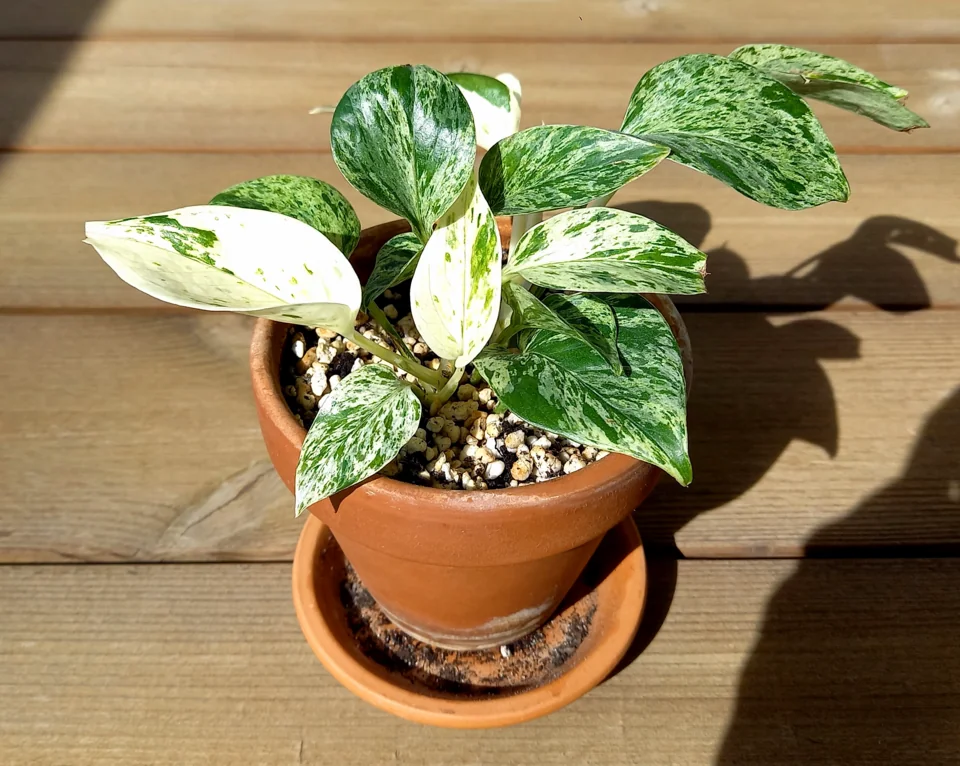 Mystery Houseplant