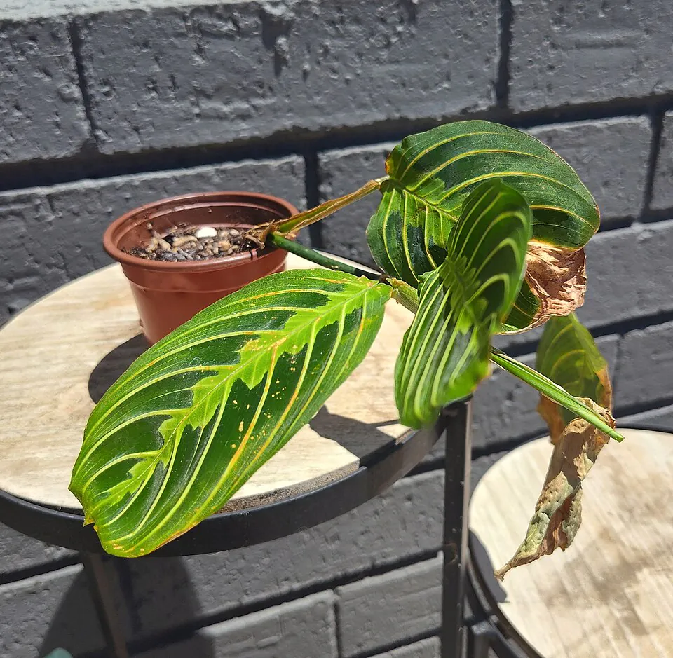 Mystery Houseplant