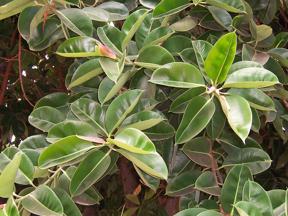 Mystery Houseplant