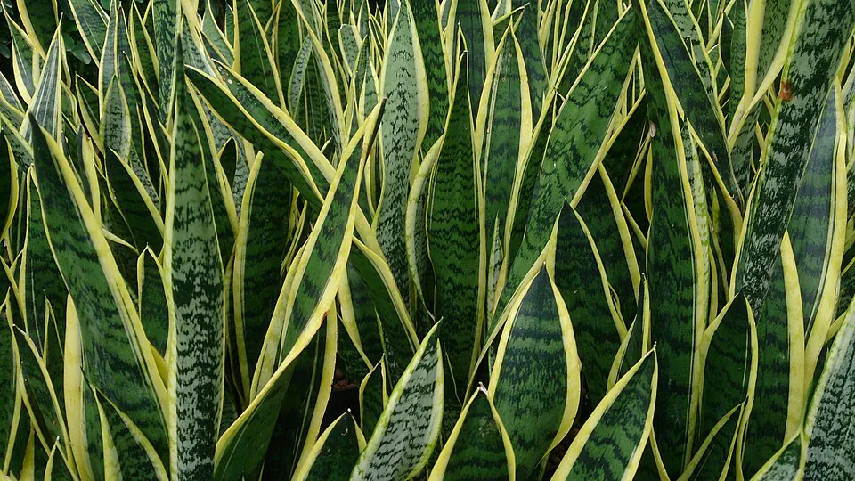 Mystery Houseplant