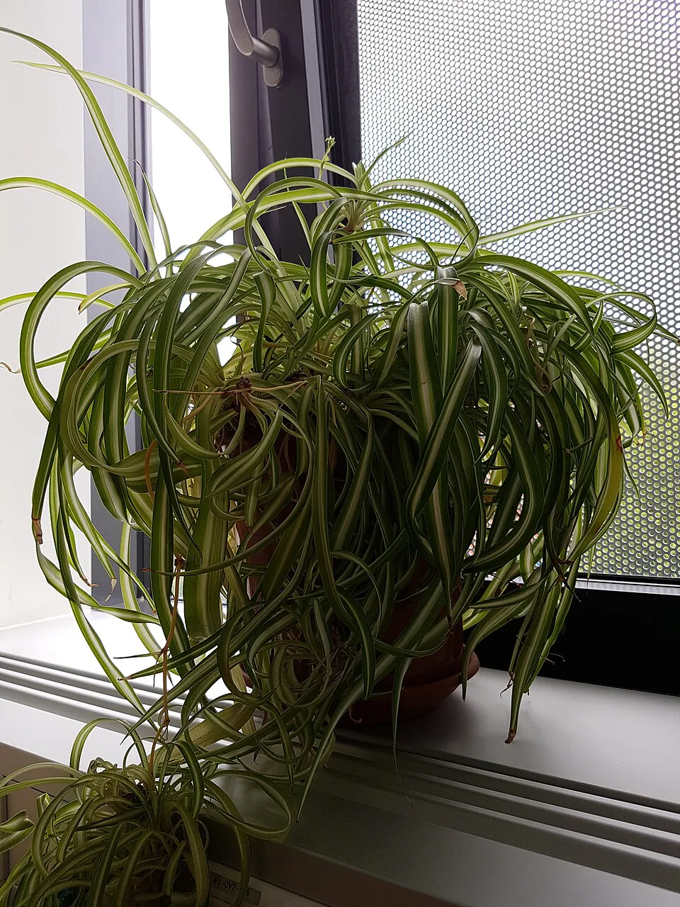 Mystery Houseplant