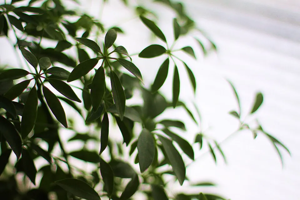 Mystery Houseplant